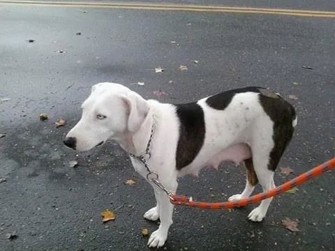 Cachorro ra a srd idade 5 anos nome catarina