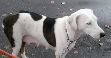 Cachorro ra a srd idade 5 anos nome catarina