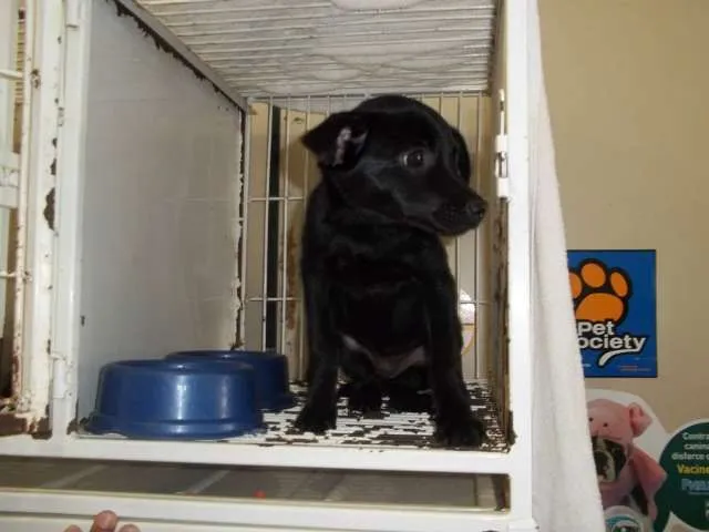Cachorro ra a srd idade 2 a 6 meses nome sem