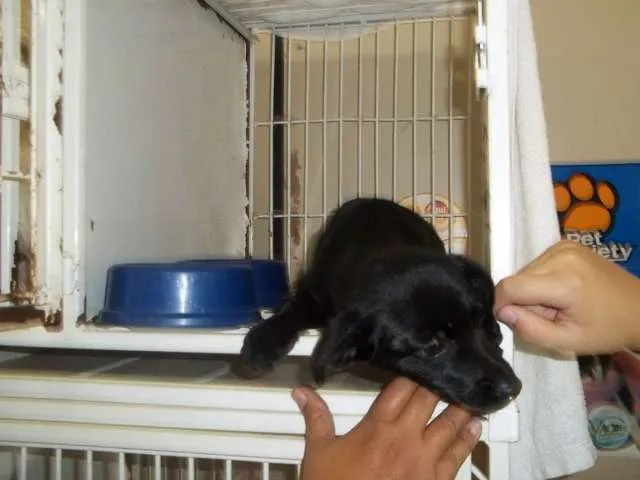 Cachorro ra a  idade 2 a 6 meses nome sem