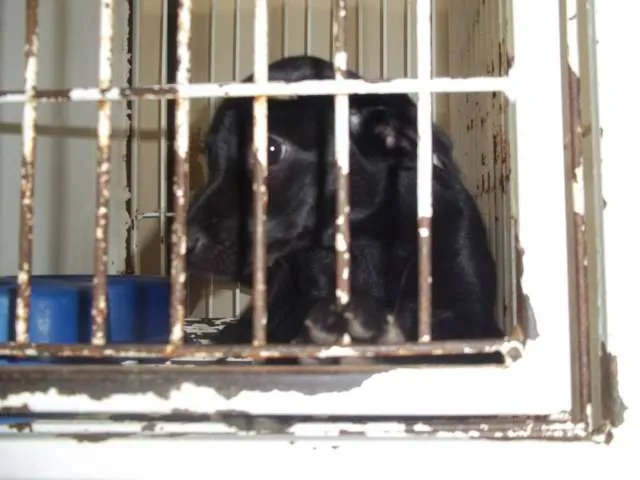 Cachorro ra a  idade 2 a 6 meses nome sem