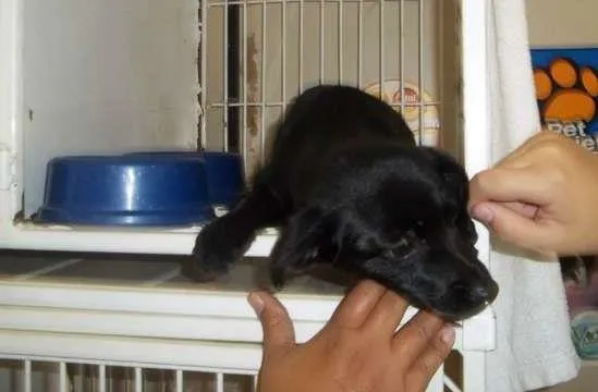 Cachorro ra a  idade 2 a 6 meses nome sem