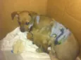 Mel e Kira