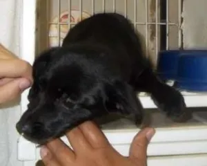 Cachorro raça  idade 2 a 6 meses nome sem