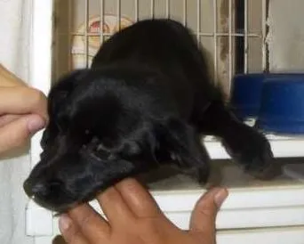 Cachorro ra a  idade 2 a 6 meses nome sem