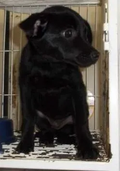 Cachorro raça srd idade 2 a 6 meses nome sem