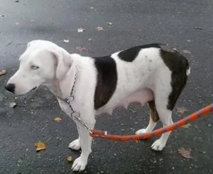 Cachorro raça srd idade 5 anos nome catarina