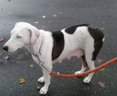 Cachorro ra a srd idade 5 anos nome catarina