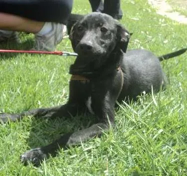 Cachorro ra a SRD idade 2 a 6 meses nome Centeio
