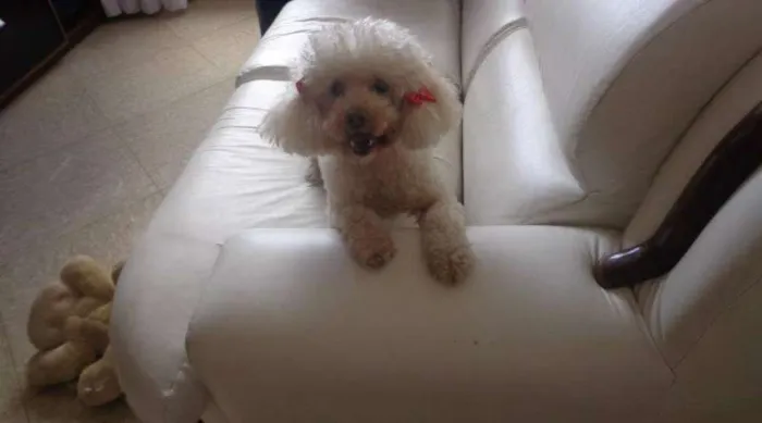 Cachorro raça Poodle idade 6 ou mais anos nome Brida