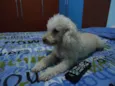 Brida