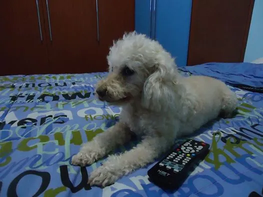 Cachorro raça Poodle idade 6 ou mais anos nome Brida