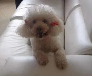 Cachorro raça Poodle idade 6 ou mais anos nome Brida