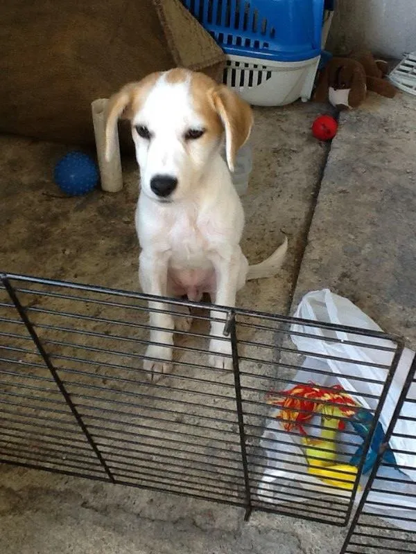Cachorro ra a SRD idade 2 a 6 meses nome Sem nome