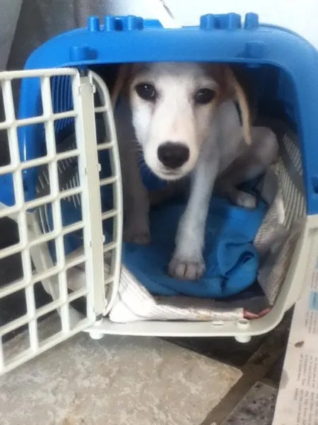 Cachorro ra a SRD idade 2 a 6 meses nome Sem nome