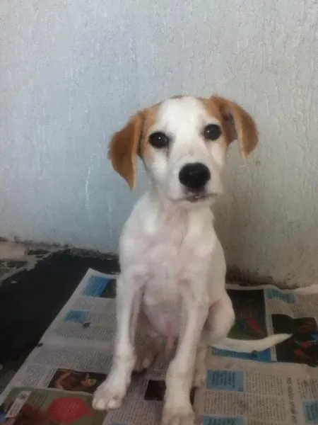 Cachorro ra a SRD idade 2 a 6 meses nome Sem nome