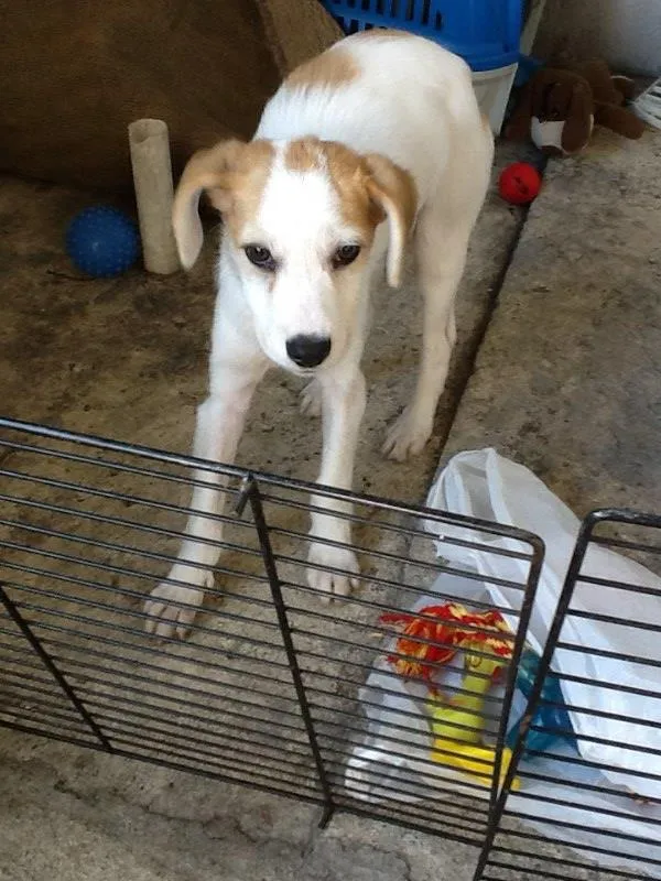 Cachorro ra a SRD idade 2 a 6 meses nome Sem nome
