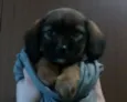 Tininha-luna e pituxo