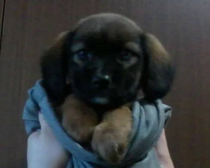 Cachorro raça Vira Lata  idade 2 a 6 meses nome Tininha-luna e pituxo