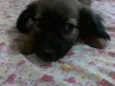 Tininha-luna e pituxo