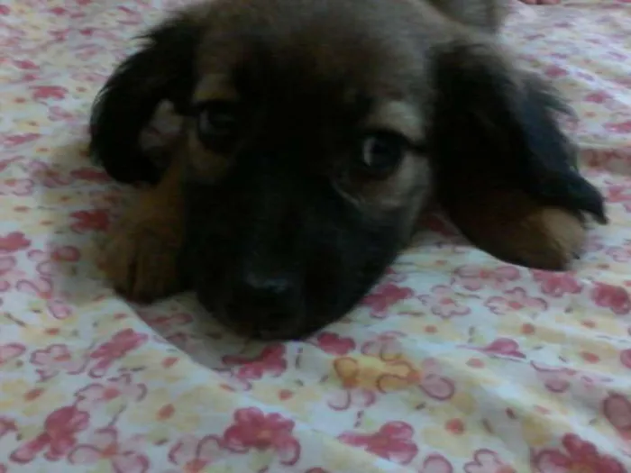 Cachorro raça Vira Lata  idade 2 a 6 meses nome Tininha-luna e pituxo