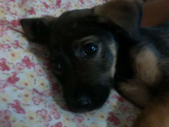 Cachorro raça Vira Lata  idade 2 a 6 meses nome Tininha-luna e pituxo
