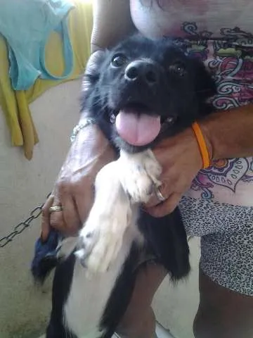Cachorro ra a Vira-lata idade 1 ano nome Pantera