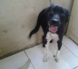 Cachorro raça Vira-lata idade 1 ano nome Pantera