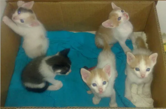 Gato ra a  idade 2 a 6 meses nome Milu e filhotes