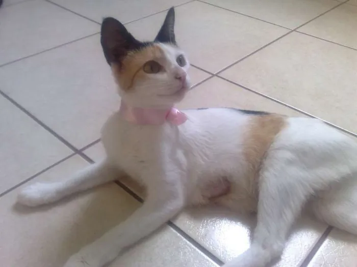Gato ra a  idade 2 a 6 meses nome Milu e filhotes