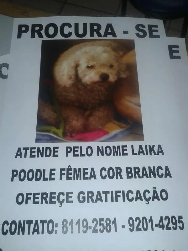 Cachorro ra a POODLE idade 6 ou mais anos nome LAIKA GRATIFICA