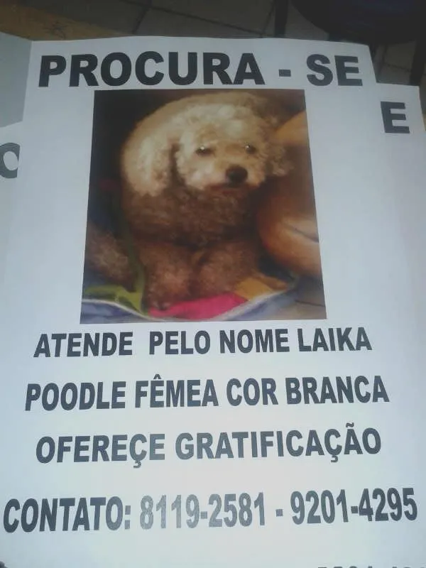 Cachorro ra a POODLE idade 6 ou mais anos nome LAIKA GRATIFICA