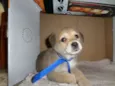 Prince