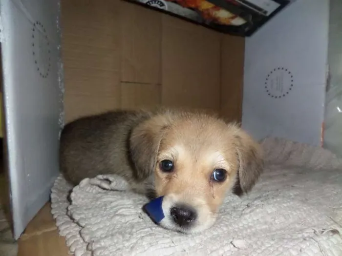 Cachorro ra a Nenhuma idade Abaixo de 2 meses nome Prince