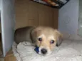 Prince