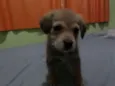 Prince