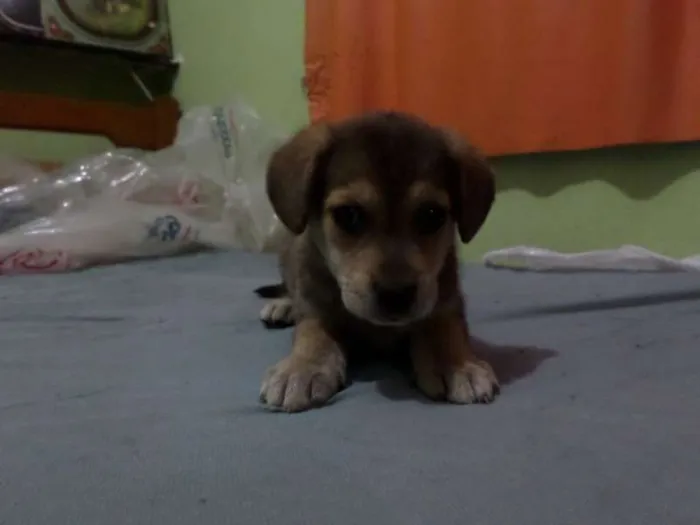 Cachorro ra a Nenhuma idade Abaixo de 2 meses nome Lady