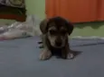 Lady