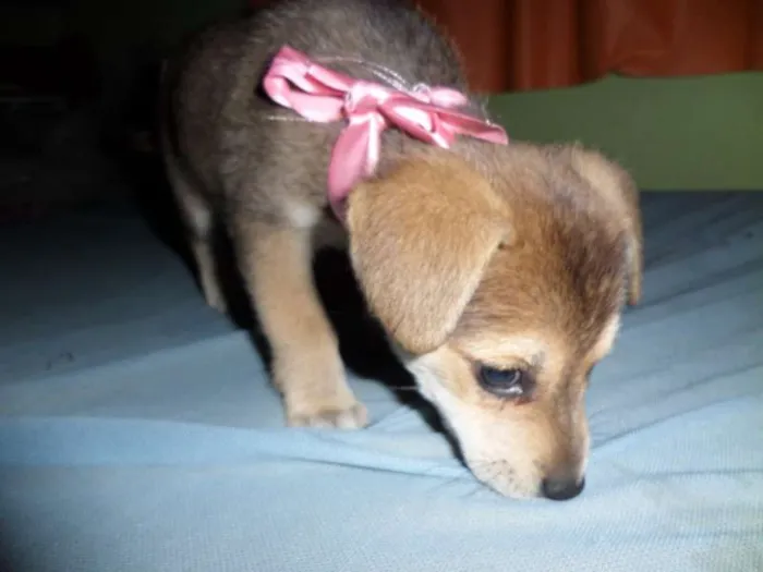Cachorro ra a Nenhuma idade Abaixo de 2 meses nome Lady