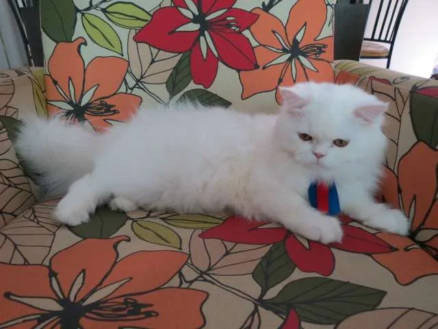 Gato ra a Persa idade 1 ano nome RINGO