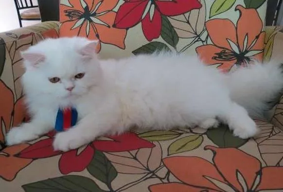 Gato ra a Persa idade 1 ano nome RINGO