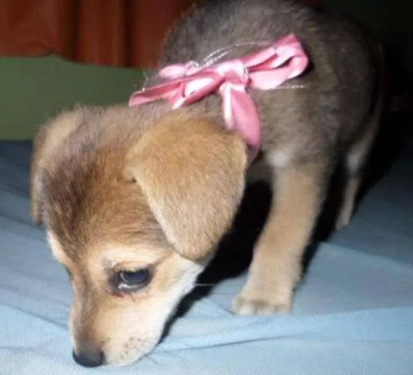 Cachorro ra a Nenhuma idade Abaixo de 2 meses nome Lady