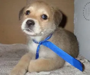 Cachorro raça Nenhuma idade Abaixo de 2 meses nome Prince