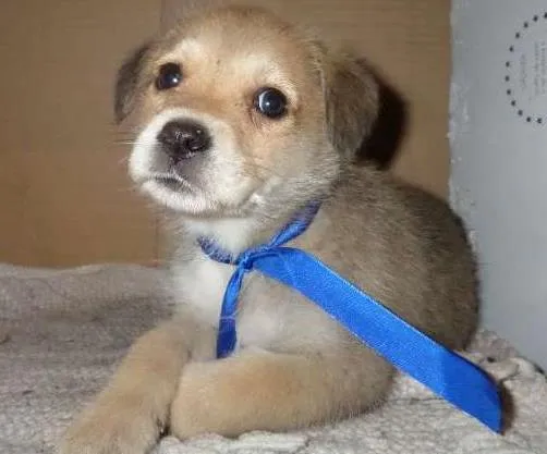 Cachorro ra a Nenhuma idade Abaixo de 2 meses nome Prince