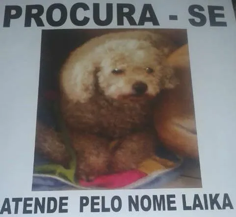 Cachorro ra a POODLE idade 6 ou mais anos nome LAIKA GRATIFICA