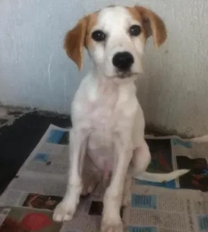 Cachorro raça SRD idade 2 a 6 meses nome Sem nome