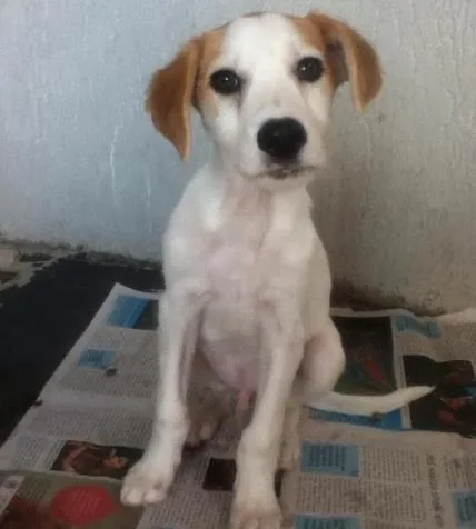 Cachorro ra a SRD idade 2 a 6 meses nome Sem nome
