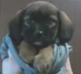 Tininha-luna e pituxo