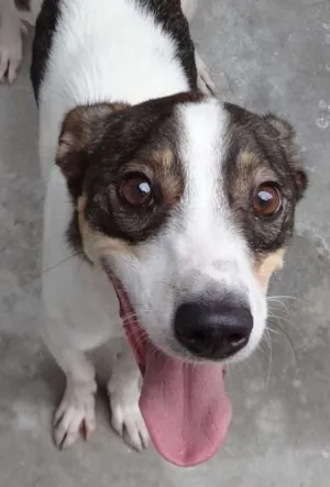 Cachorro raça SRD idade 2 anos nome MAX 2