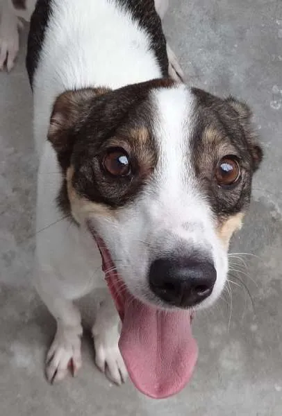 Cachorro raça SRD idade 2 anos nome MAX 2